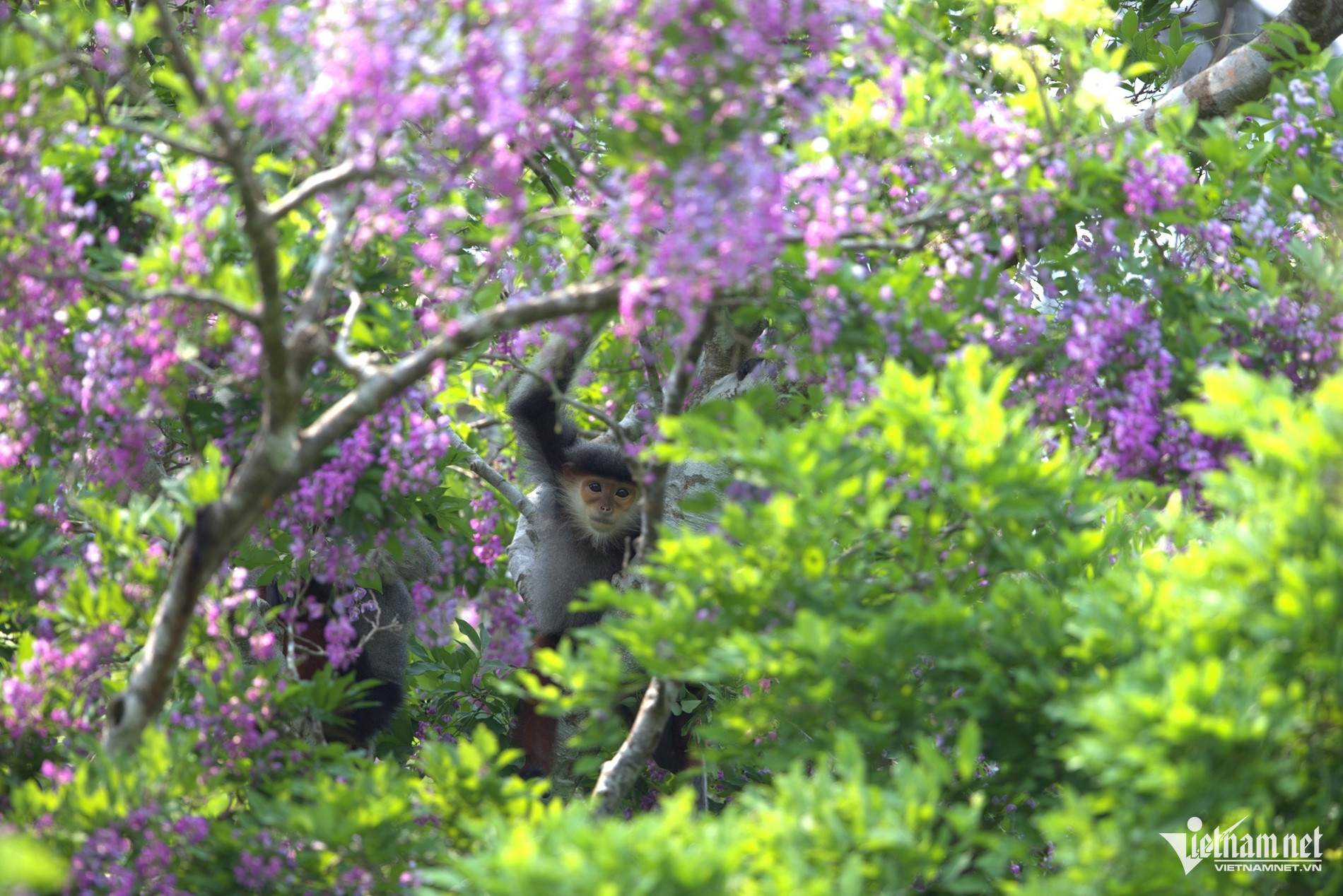 Sắc tím hoa thàn mát phủ kín bán đảo Sơn Trà, hút khách check-in - 7