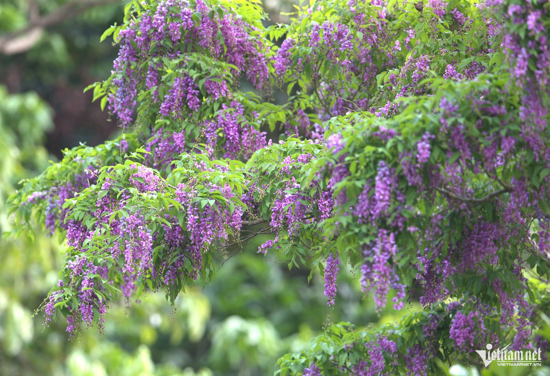 Sắc tím hoa thàn mát phủ kín bán đảo Sơn Trà, hút khách check-in - 3