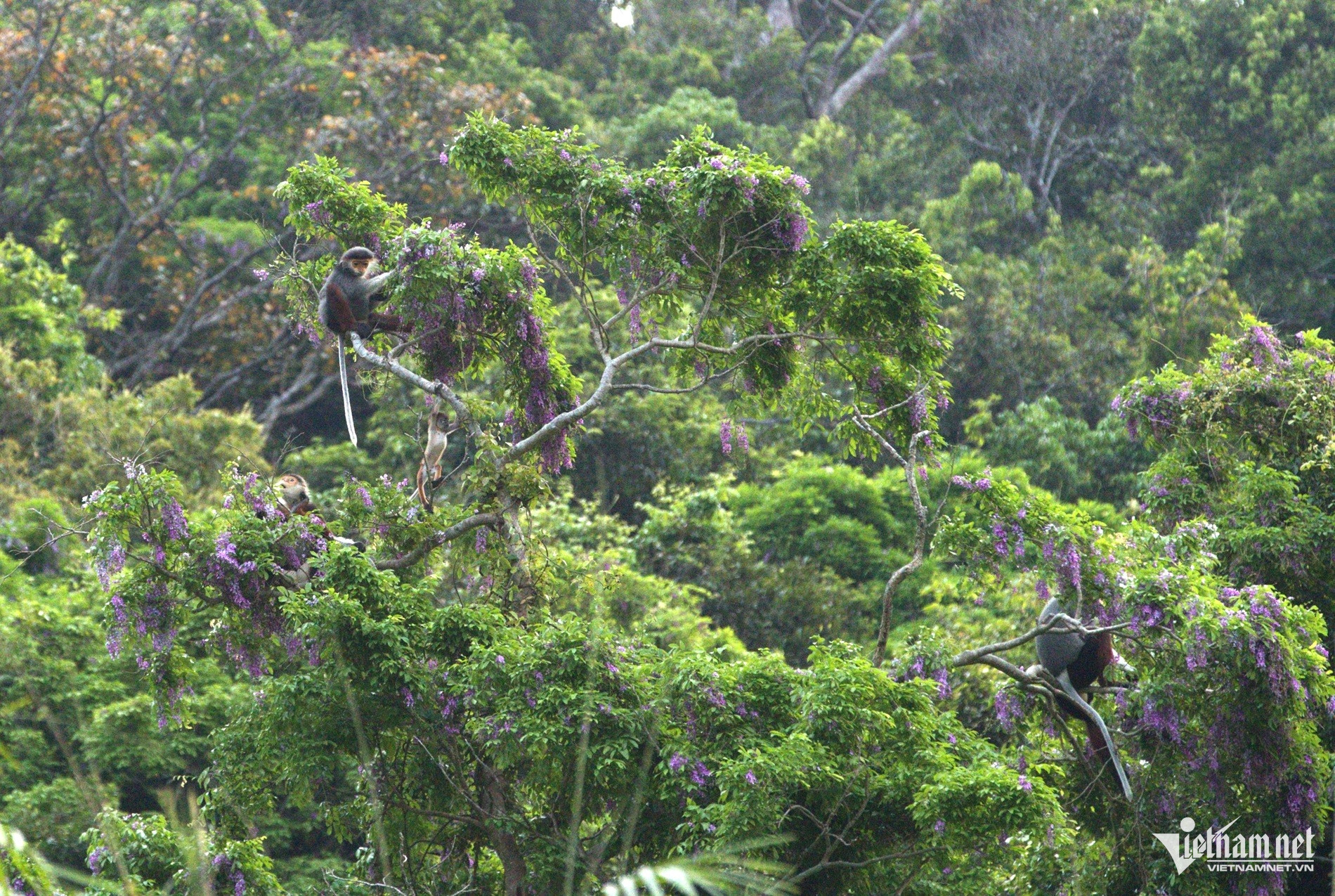 Sắc tím hoa thàn mát phủ kín bán đảo Sơn Trà, hút khách check-in - 6