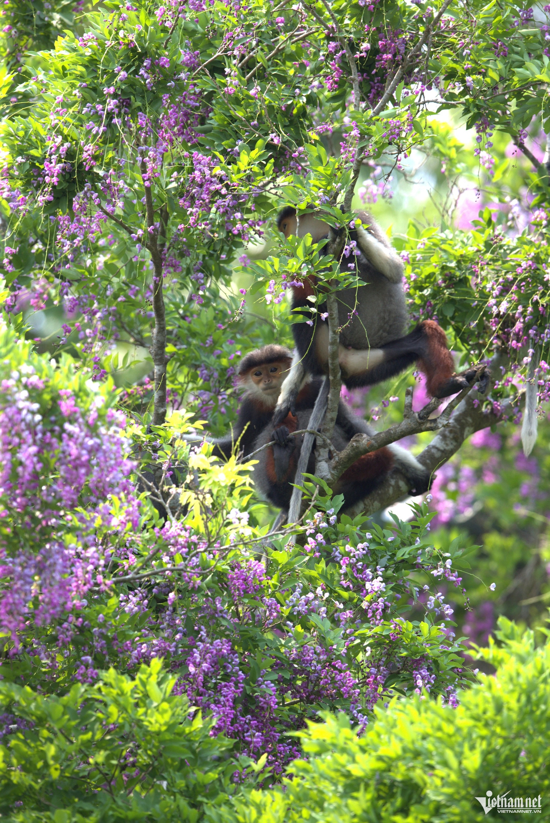 Trong sắc tím của hoa thàn mát, những đàn voọc chà vá chân nâu đang đung đưa trên những cành cây kiếm ăn, thường xuất hiện vào sáng sớm hoặc chiều tối. Loài voọc chà vá chân nâu được mệnh danh “nữ hoàng linh trưởng” được ghi trong Sách Đỏ Việt Nam