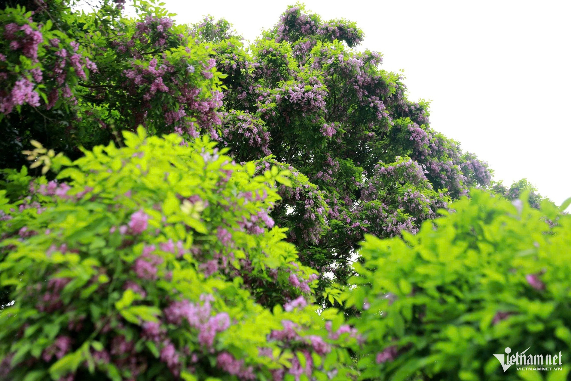 Hoa thàn mát với sắc tím nở rộ, hoà quyện vào sắc xanh của bán đảo Sơn Trà với ba mặt giáp biển tạo thành bức tranh tuyệt sắc