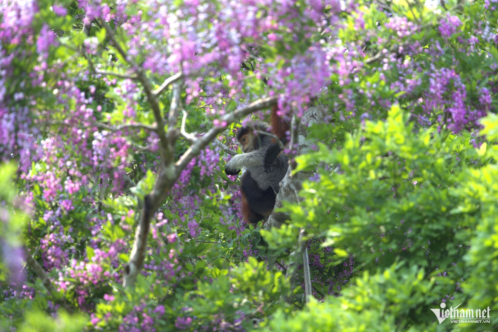 Mùa này hoa thàn mát cũng là một trong những loài cây mang lại thức ăn cho voọc chà vá chân nâu. Mùa hoa nở cũng là dịp du khách có cơ hội quan sát loài động vật này xuất hiện