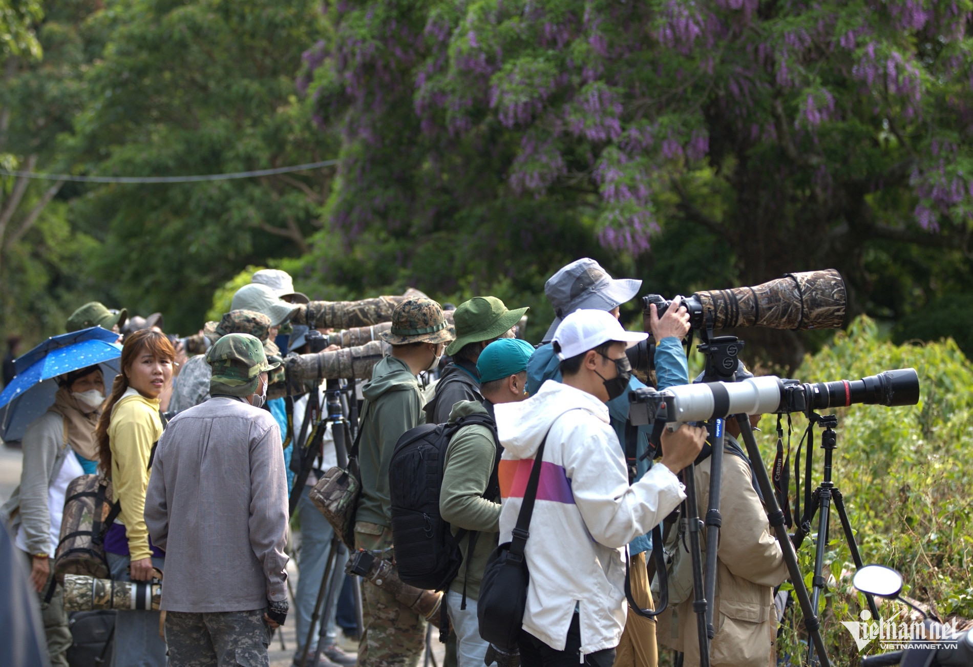 Những ngày này, bán đảo Sơn Trà thu hút đông đảo du khách và nhiếp ảnh đến tham quan, check-in.Để ngắm trọn vẻ đẹp của sắc tím hoa thàn mát và có thể may mắn chụp được những khoảnh khắc tuyệt vời của voọc chà vá chân nâu trên những cây hoa thàn mát, du khách có thể đến đây vào sáng sớm từ 5h đến 9h và chiều từ 16h đến 18h.
