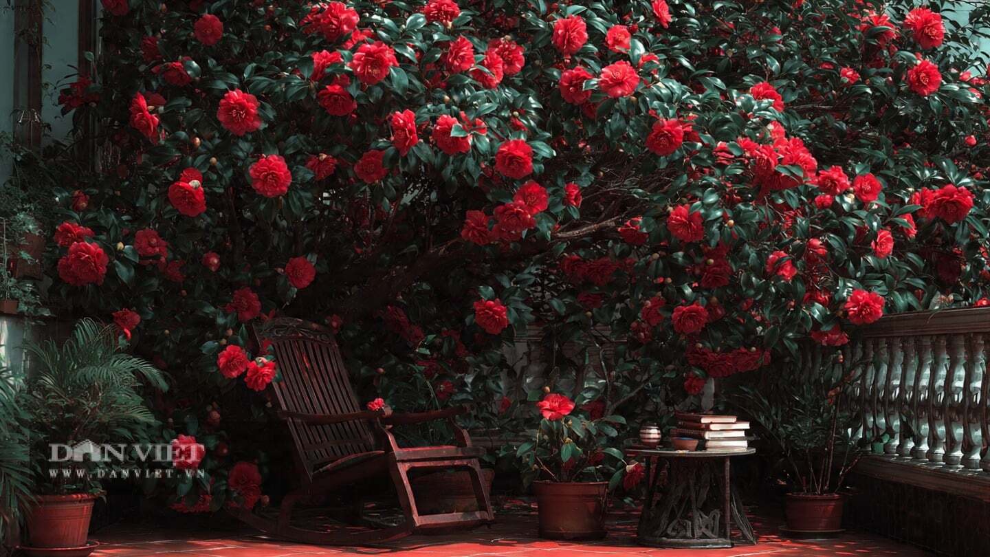 Ngôn ngữ hoa của hoa trà là may mắn và giàu có.