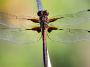 Eva tám - 3 khung giờ sinh Âm lịch của đàn ông bị cho là "số khổ": Càng về sau càng thấm