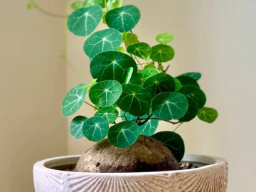 4 loại cây đặt phòng khách dễ trồng vừa đẹp hiện đại, vừa hút tài lộc ai cũng nên có