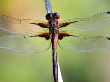 3 khung giờ sinh Âm lịch của đàn ông bị cho là "số khổ": Càng về sau càng thấm