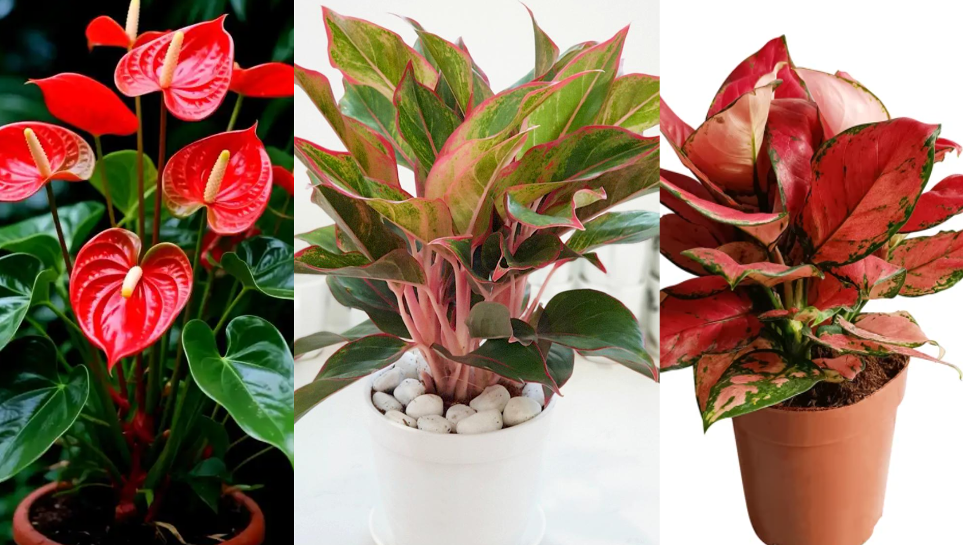 Cây hồng môn (bên trái) với sắc đỏ rực rỡ đại diện cho hành Hỏa, cây phú quý (ở giữa) với viền lá đỏ tươi giúp thu hút tài lộc, vạn lộc (bên phải) mang ý nghĩa vạn điều tốt lành - đều là lựa chọn lý tưởng cho người mệnh Hỏa. 