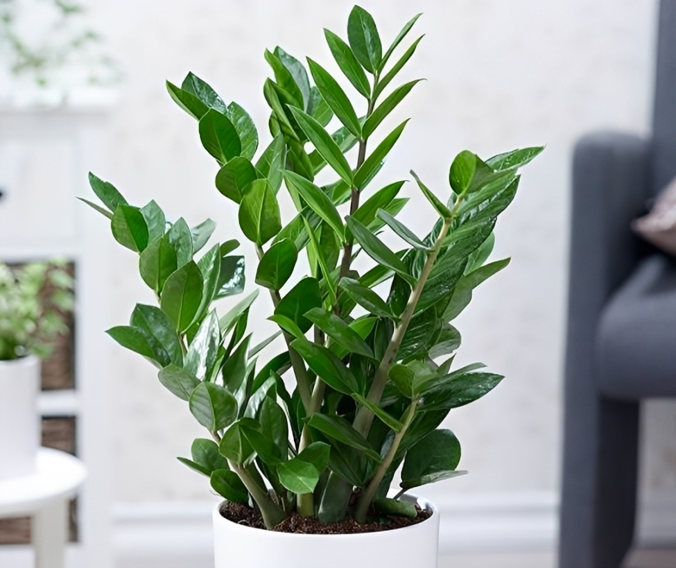 Cây kim tiền thuộc hành Mộc, giúp người mệnh Hỏa tài chính vững vàng và thịnh vượng bền lâu.