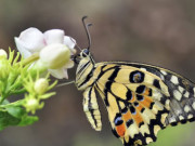 Eva tám - Càng khó khăn càng bật lên mạnh mẽ: 4 ngày sinh Âm lịch định sẵn hậu vận giàu sang