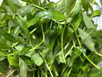 Loại cỏ dại mọc nhiều sau mưa, chế biến đủ món ngon giúp bổ phổi, giải nhiệt ngày hè tốt