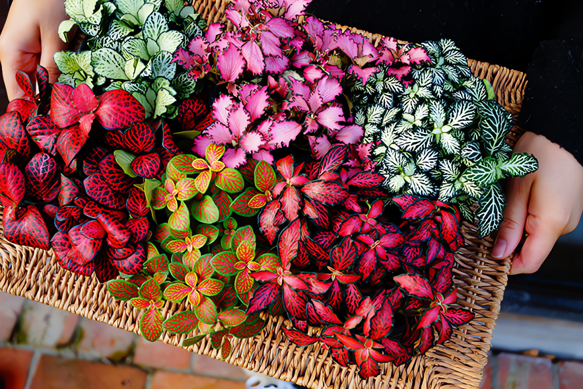 C&acirc;y cảnh n&agrave;y cũng rất dễ chăm s&oacute;c.