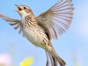 Eva tám - Tháng sinh Âm lịch của người của người càng chăm chỉ càng giàu, hậu vận rực rỡ