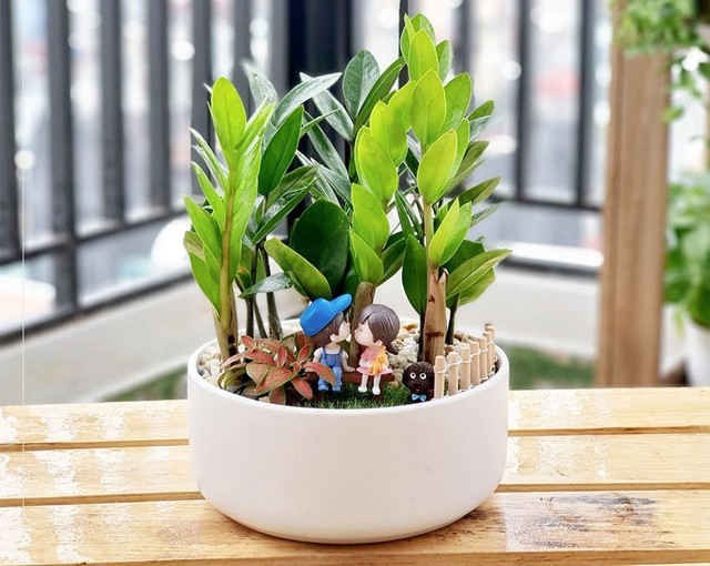 Theo phong thủy, người tuổi T&yacute; trồng một chậu c&acirc;y kim tiền trong nh&agrave; hoặc tại nơi l&agrave;m việc kh&ocirc;ng chỉ mang lại may mắn v&agrave; ph&uacute; qu&yacute; m&agrave; c&ograve;n gi&uacute;p họ cải thiện tư duy t&agrave;i ch&iacute;nh.