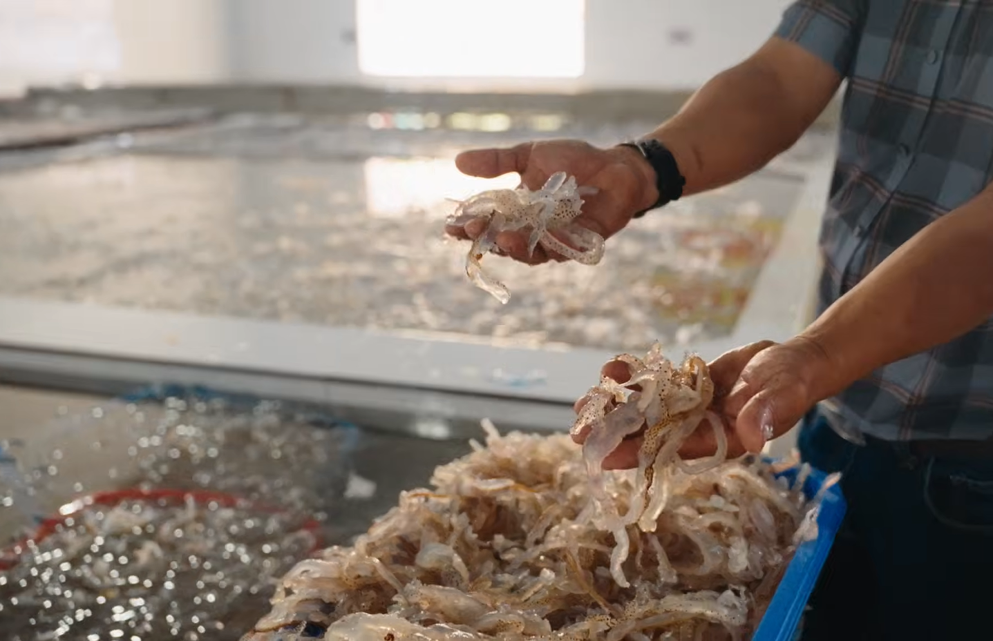 Sứa được phân loại, sơ chế thô rồi ngâm nước muối trong nhiều tháng. Ảnh: Andrew Fraser