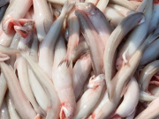 Bếp Eva - Loại cá trước bán rẻ nay thành đặc sản, người trung niên nên ăn giúp nhuận tràng, ổn định đường huyết