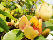 Nhà đẹp - Cây cảnh dân dã, hoa như nụ cười e ấp, hương như chuối chín ngọt ngào, trồng trong nhà nghênh phúc, đón lộc