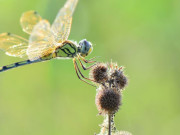 Eva tám - Tháng sinh Âm lịch của người đi đến đâu được quý đến đó