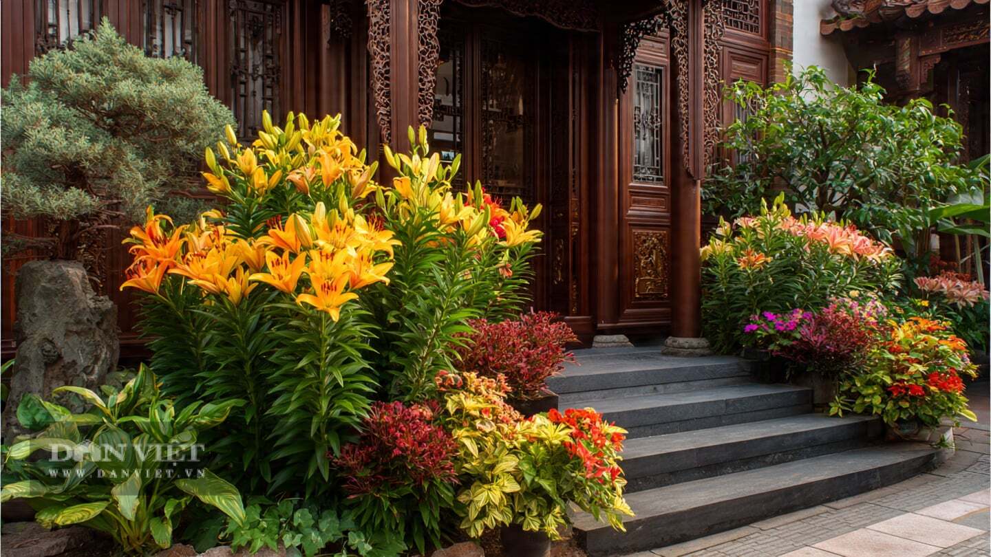Lo&agrave;i hoa n&agrave;y b&ugrave;ng nổ sắc m&agrave;u
