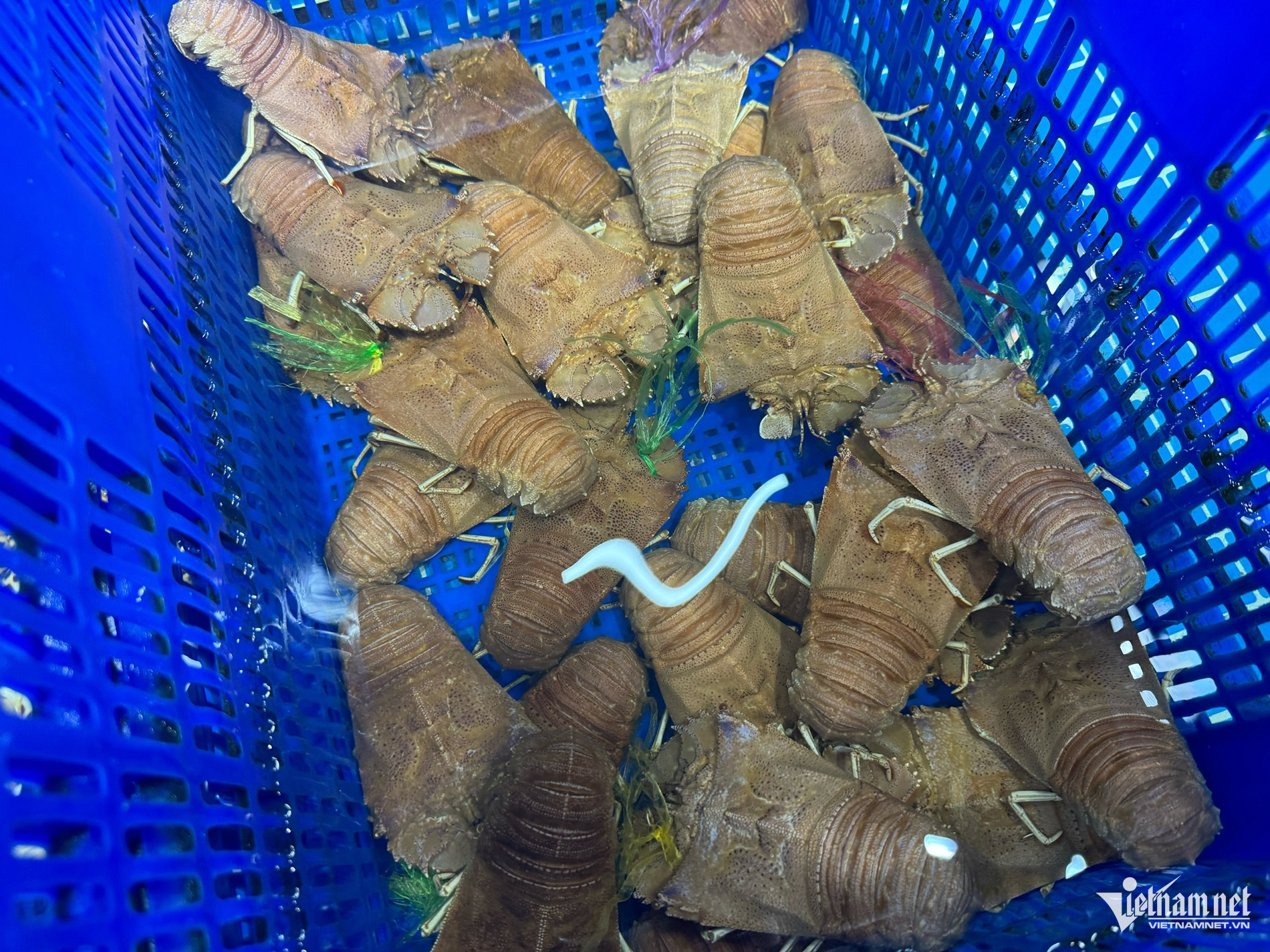 Tôm mũ ni có lớp vỏ cứng như mai cua, thân dẹp, thịt trắng ngần, dai và có vị ngọt tự nhiên