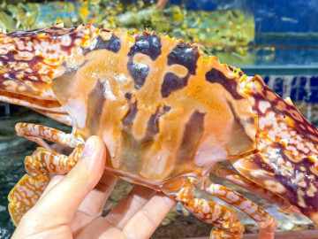 Ghẹ đỏ bổ dưỡng thế nào mà giá cả triệu đồng/kg? Khi ăn nên chọn ghẹ đỏ hay ghẹ xanh?