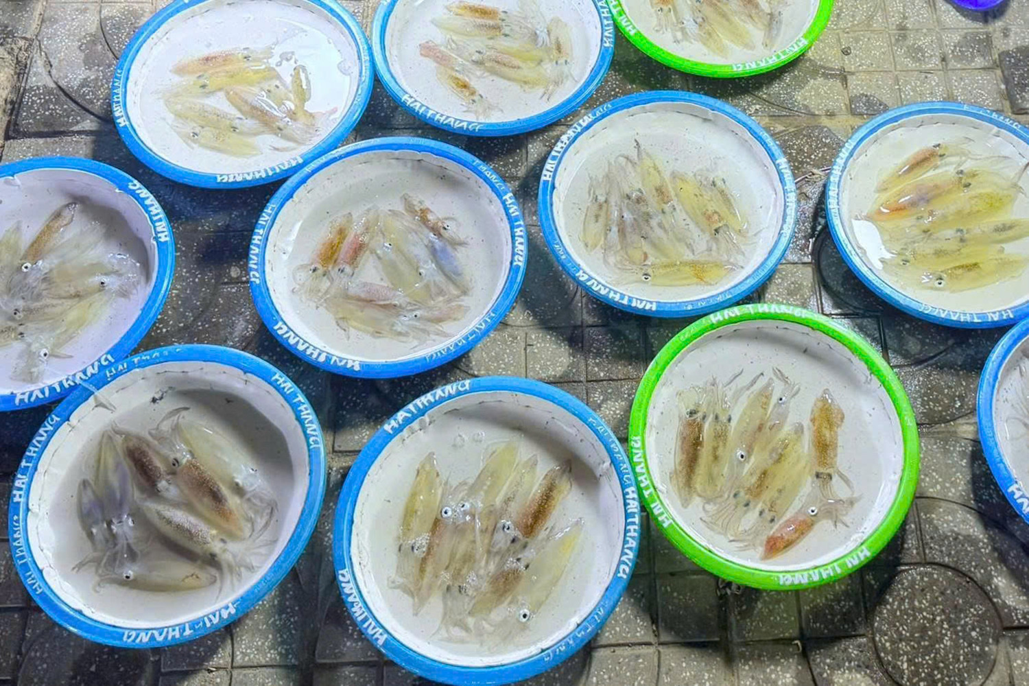 Mực tươi rói, được bày bán theo mớ trong những chậu nhựa. Ảnh: T.T