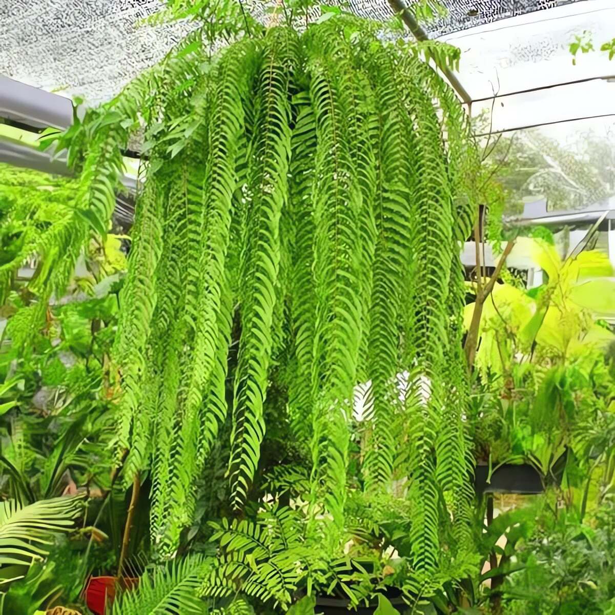 Màu sắc của cây cảnh không phải xanh thẫm đơn điệu