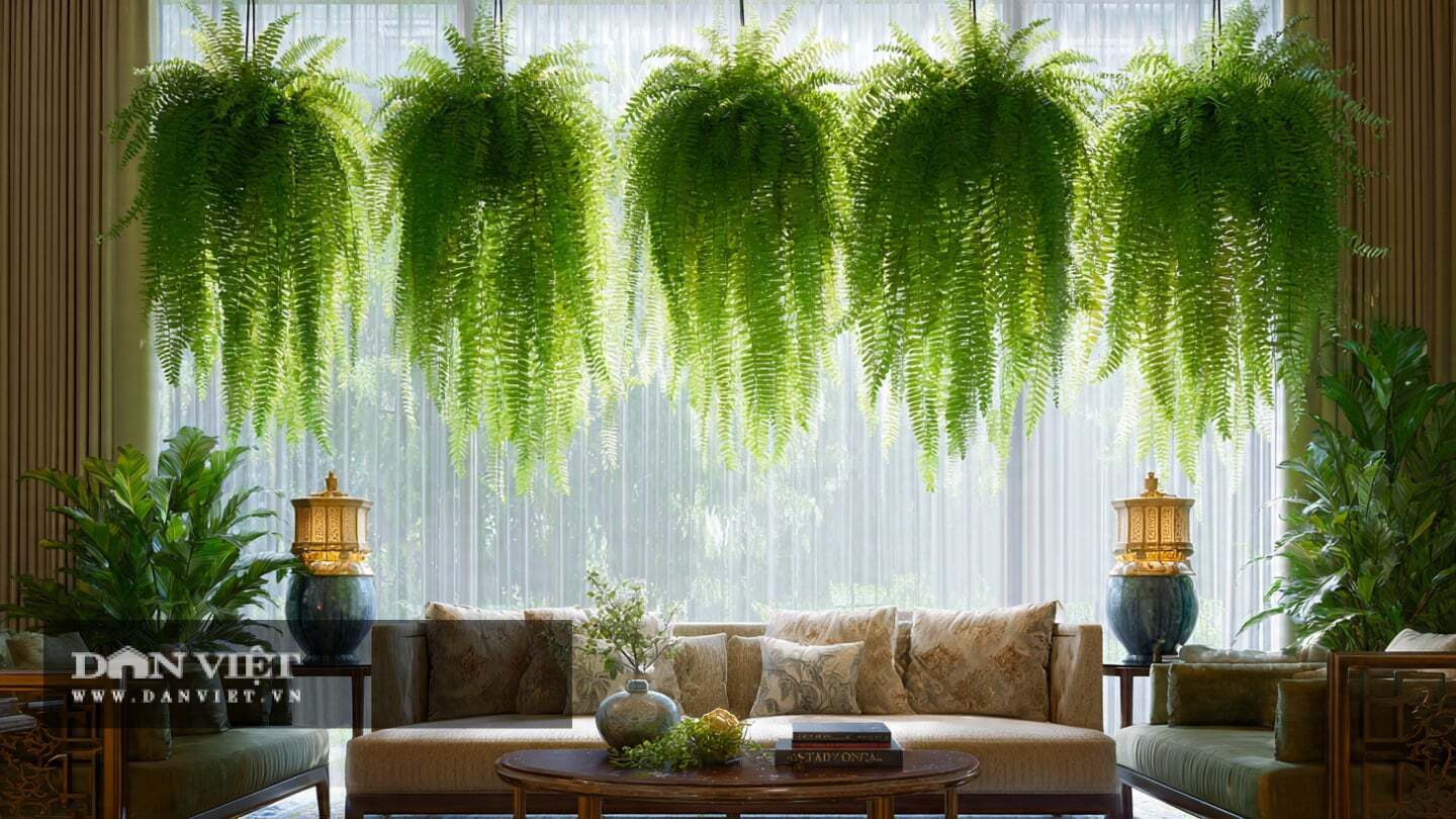 C&acirc;y cảnh n&agrave;y gi&uacute;p điều h&ograve;a kh&ocirc;ng kh&iacute;