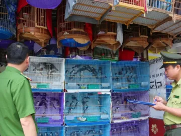 Phát hiện gần 500 'chim trời' trôi nổi tại Hà Nội