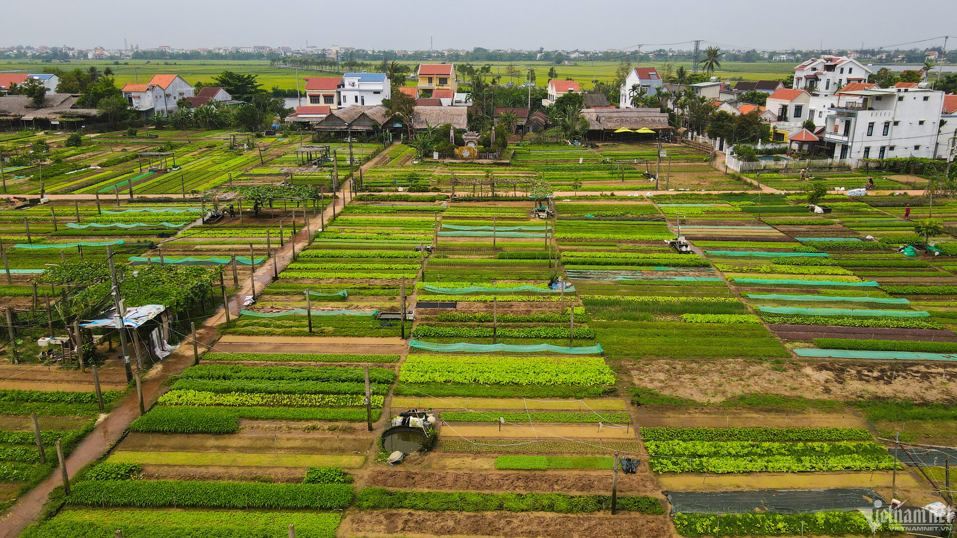 Những cánh đồng lúa, ruộng rau ở Hội An hấp dẫn du khách