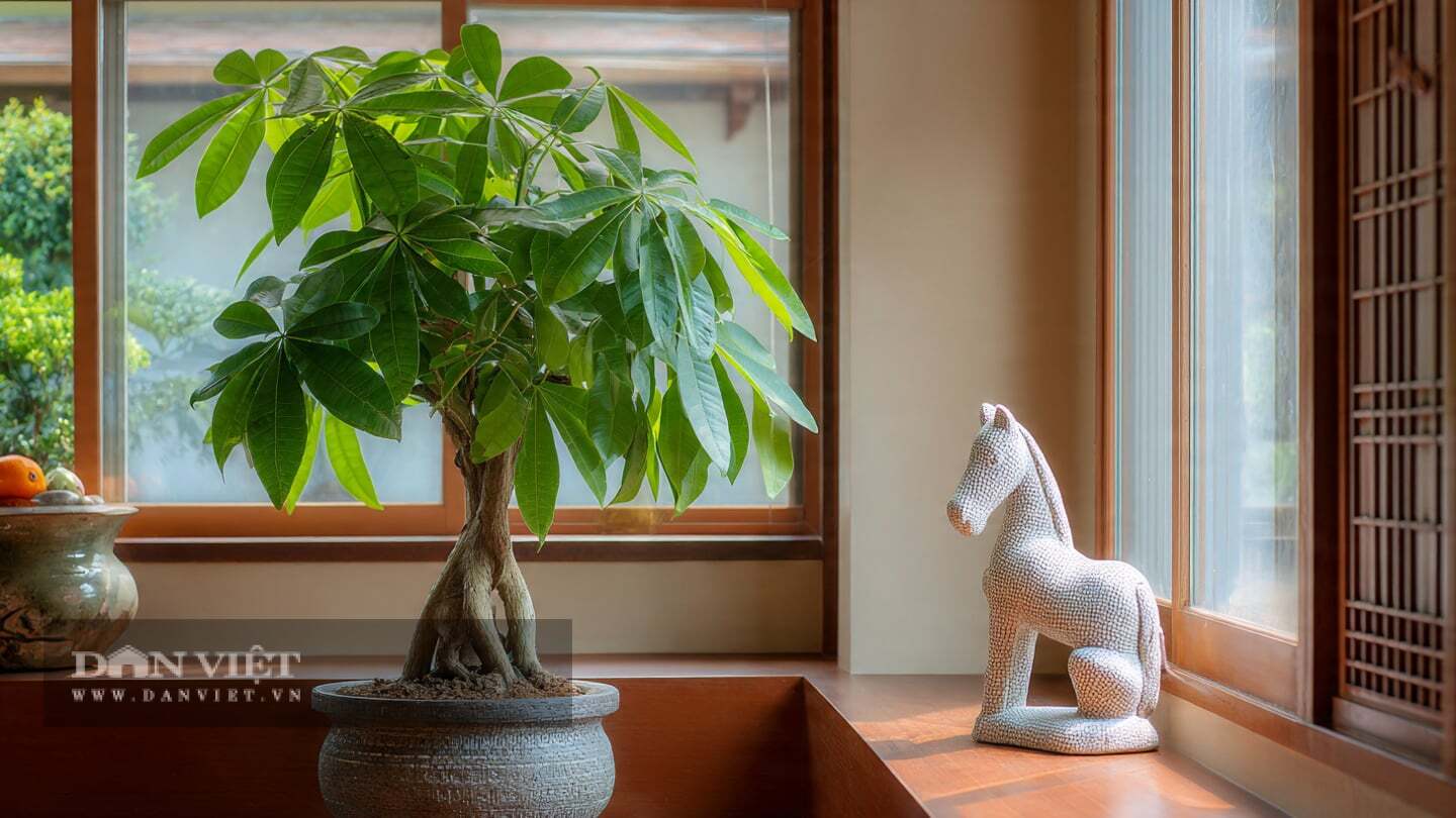Cây cảnh kim ngân giúp con giáp tuổi Ngọ thăng tiến