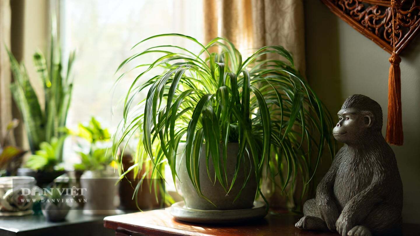 Cây cảnh này được cho là mang lại may mắn và tài lộc cho những con giáp tuổi Thân.