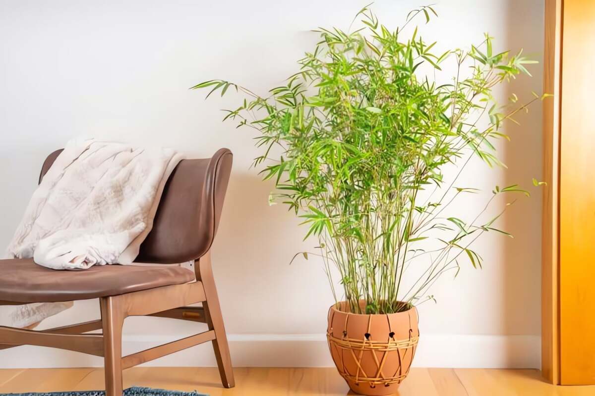 Chăm sóc cây cảnh này không phức tạp.