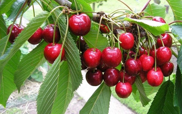 Cherry chín mọng thường có lớp vỏ mỏng, dễ bị ruồi giấm chích để đẻ trứng. Ấu trùng sau đó phát triển ngay bên trong phần thịt quả. Nhiều người bổ đôi cherry mới phát hiện bên trong có giòi nhỏ li ti. Dù phần lớn các trường hợp không gây nguy hiểm nghiêm trọng do axit dạ dày có thể tiêu diệt ấu trùng, nhưng đây vẫn là vấn đề mất vệ sinh thực phẩm. Một mẹo đơn giản là nên ngâm cherry trong nước muối loãng khoảng 15-20 phút trước khi ăn để côn trùng nổi ra ngoài.