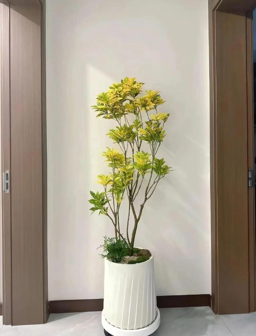 Vẻ đẹp lấp lánh của cây cảnh này còn xua tà khí, thu hút năng lượng dương. Ảnh minh họa Toutiao