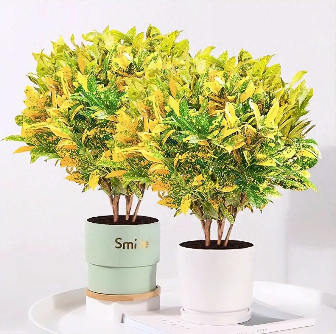 Cây cảnh như phủ kín bụi vàng bụi bạc. Ảnh minh họa Toutiao