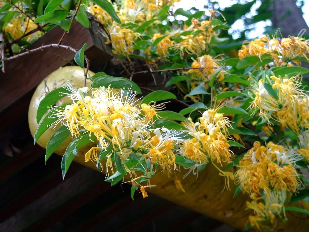 Cây cảnh có ý nghĩa vàng bạc đủ đầy, phúc lộc trường tồn