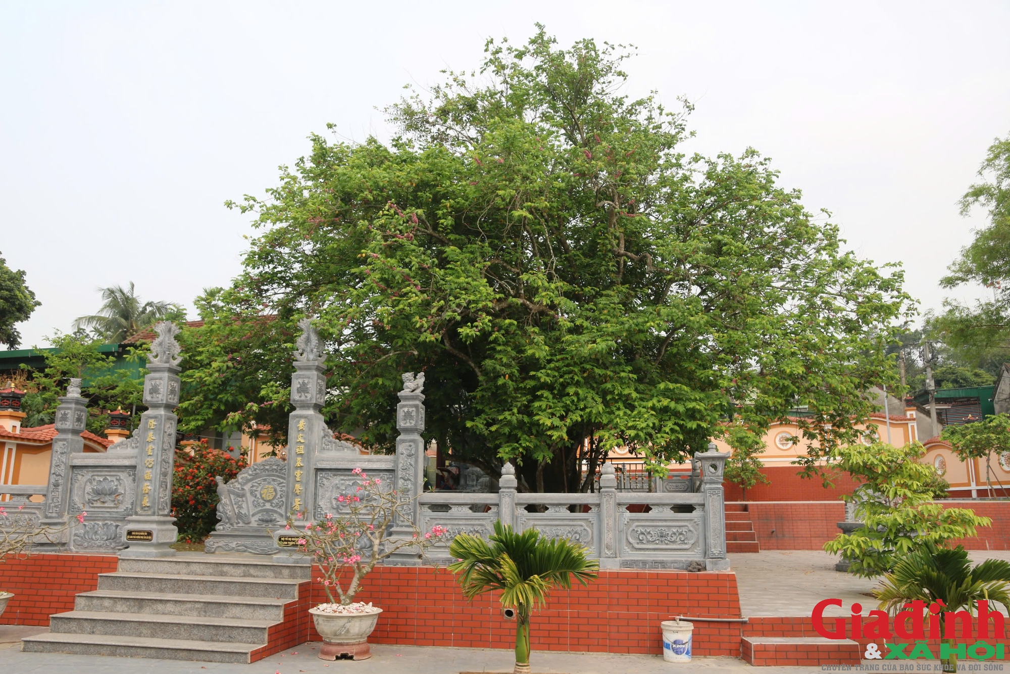 Cây khế cổ thụ hơn 400 năm tuổi trong khuôn viên khu mộ tổ họ Hoàng có tán lá sum suê, phủ bóng mát cả một góc khuôn viên.