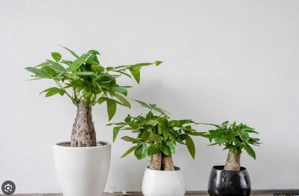 Kim ng&acirc;n trưởng th&agrave;nh c&oacute; thể cao từ 1m đến 2m nếu trồng trong chậu. Đ&acirc;y l&agrave; kiểu th&acirc;n đặc trưng thường thấy ở c&aacute;c loại kim ng&acirc;n thắt b&iacute;m để b&agrave;n hoặc đặt ph&ograve;ng kh&aacute;ch.