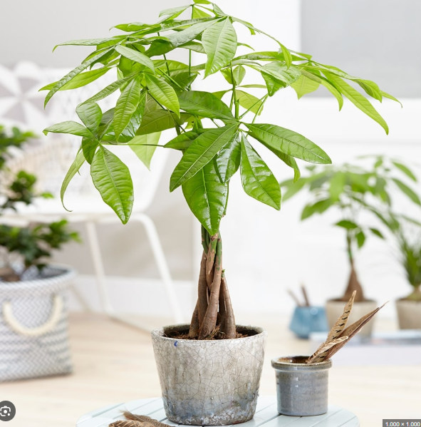 Theo phong thủy, kim ng&acirc;n biểu tượng của t&agrave;i lộc, h&ograve;a hợp năng lượng ngũ h&agrave;nh, đem lại may mắn cho gia chủ.