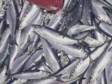 Loại cá siêu rẻ, bán đầy chợ Việt giàu omega3 không kém cá hồi