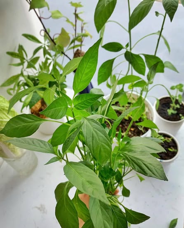 Cây ớt được nhiều người trồng ở ban công. Ảnh HM