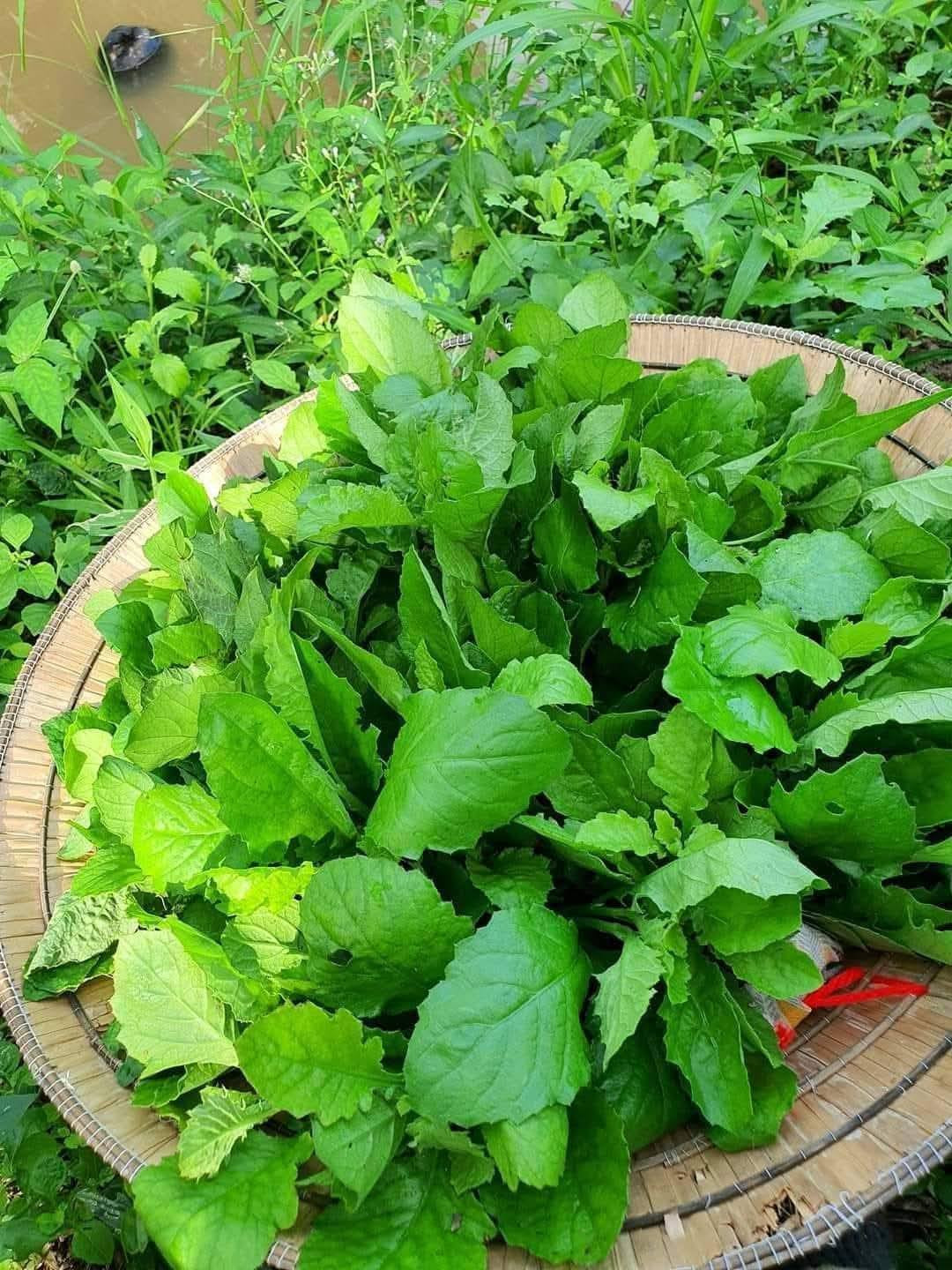 Sản vật không tốn tiền mua ở miền Tây, nấu canh ăn ngon lại mát - 2