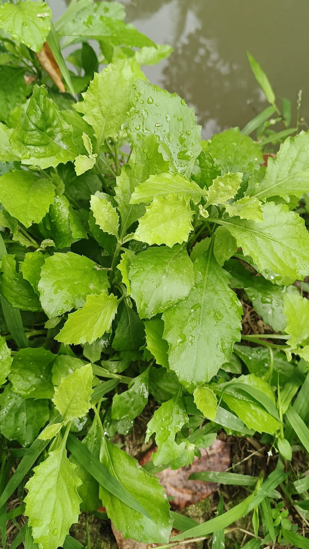 Cải trời là cây ưa sáng, mọc nhanh và cho thu hái liên tục. Ảnh: Vương Thanh Bằng, Nga Cao