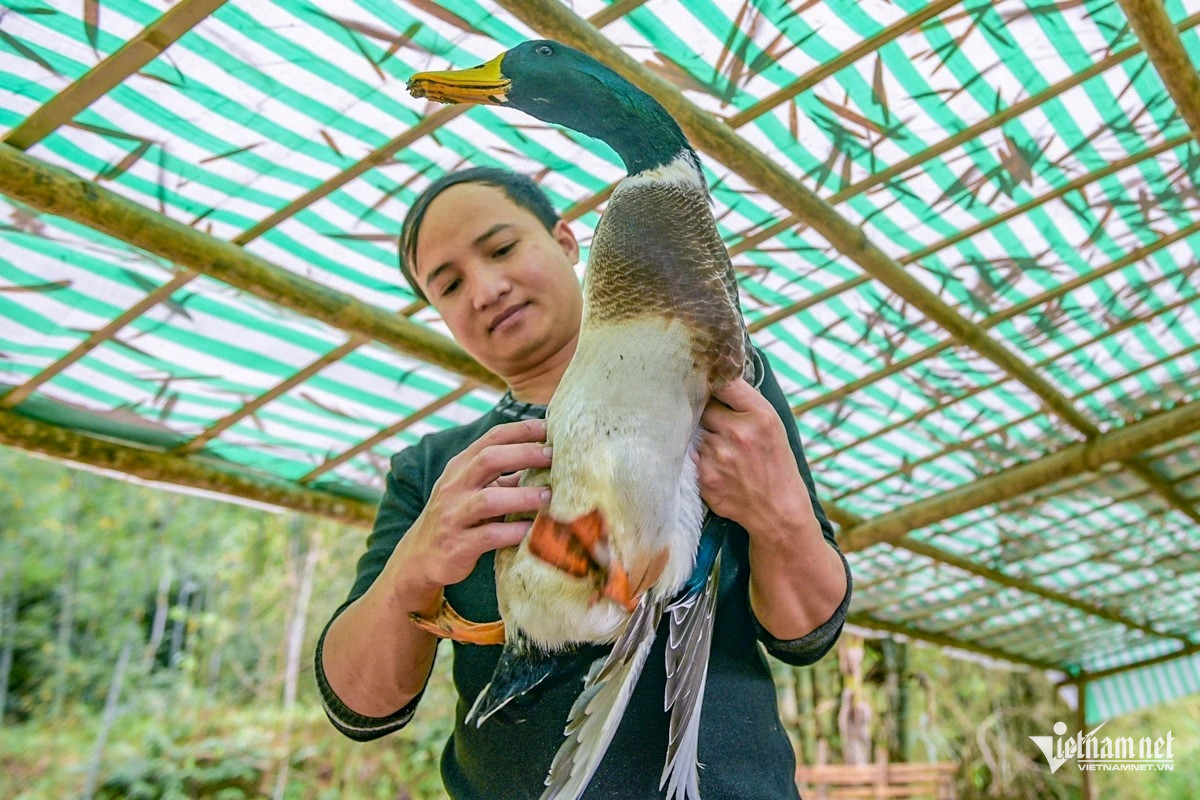 Nhờ nuôi vịt, mỗi năm anh Nam thu nhập khoảng 300 triệu đồng.