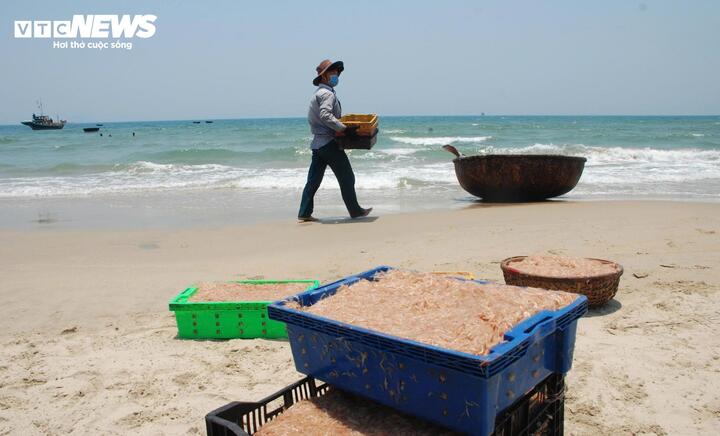 Ông Lê Văn Thiện (56 tuổi, trú xã Duy Nghĩa) cho biết gần 2 tháng nay, đều đặn mỗi ngày, hai cha con ông bắt đầu vươn khơi từ 5h và miệt mài khai thác ruốc cho tới xế trưa. Trung bình một ngày, tàu tôi thu về khoảng 2 tạ ruốc. Trừ các chi phí như nhiên liệu, hai cha con cũng kiếm được khoảng 2 triệu đồng - ông Thiện vui vẻ chia sẻ.