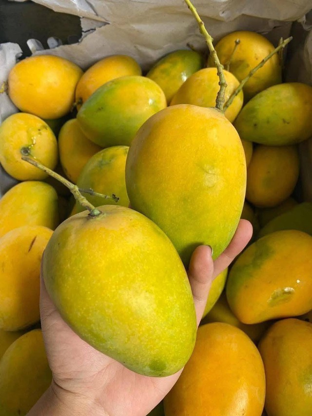 Vào mùa hê là thời điểm của nhiều loại xoài chín rộ.