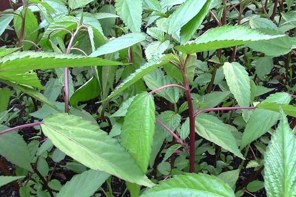 Rau đay (tên khoa học Corchorus olitorius, còn gọi là “jute leaves”) là loài cây dễ trồng, sinh trưởng mạnh trong mùa nóng và phổ biến ở nhiều vùng tại Việt Nam. Không chỉ quen thuộc trong bữa ăn Việt, rau đay còn xuất hiện phổ biến ở nhiều quốc gia châu Á và châu Phi, nơi nó được sử dụng không chỉ như thực phẩm mà còn trong các bài thuốc dân gian.