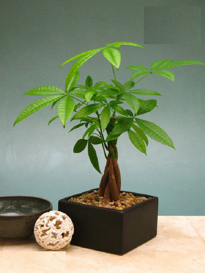 Kim tiền hay kim ngân: Loại cây nào đáng trồng hơn? - 2