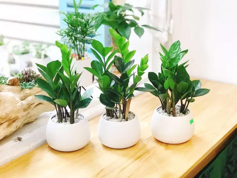 Kim tiền hay kim ngân: Loại cây nào đáng trồng hơn? - 1